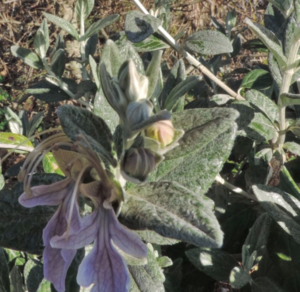 Cespuglio verde e compatto:  Teucrium fruticans (Lamiaceae)